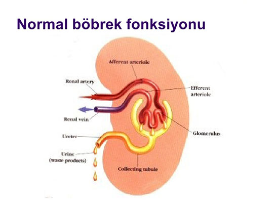 Bbrek Fonksiyonlar