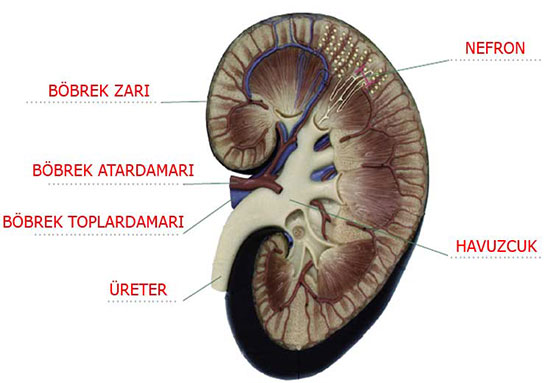 Bbrek Ne e Yarar