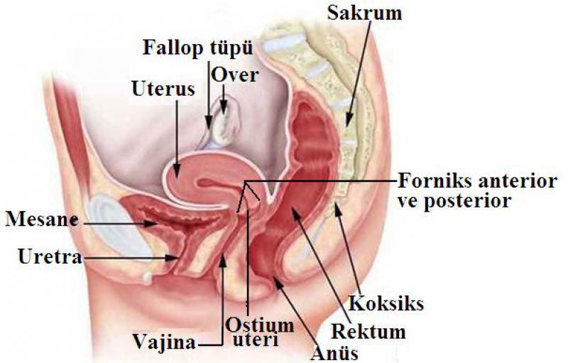Üriner Sistem Anatomisi